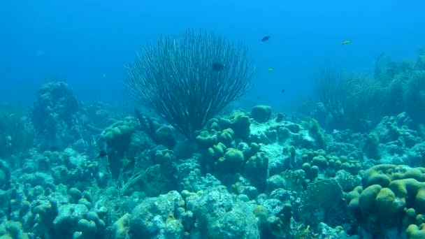 Коралловые жизни под водой видео 1080p Карибского моря — стоковое видео