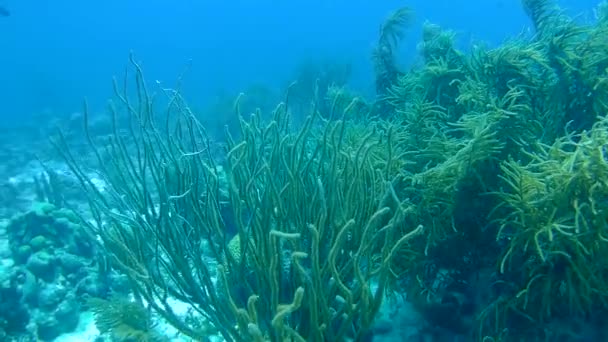 Vie corail vidéo sous-marine 1080p Mer des Caraïbes — Video