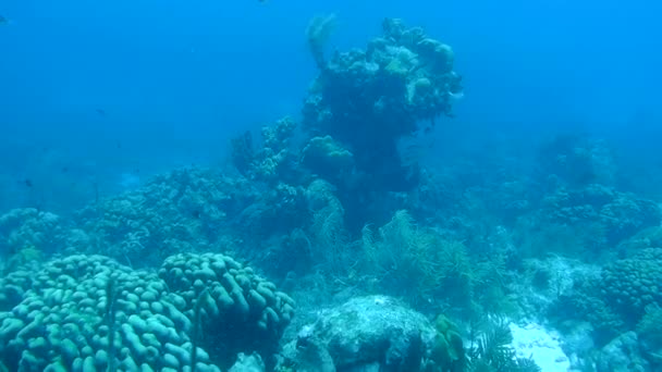 Korallenleben unter Wasser Video 1080p Karibik Meer — Stockvideo