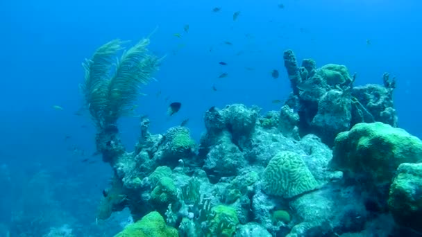 Coral life underwater video 1080p Caribbean Sea — Stock Video