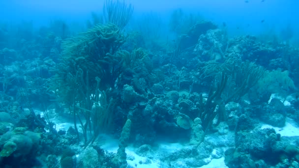 Coral vida subaquática vídeo 1080p Mar do Caribe — Vídeo de Stock