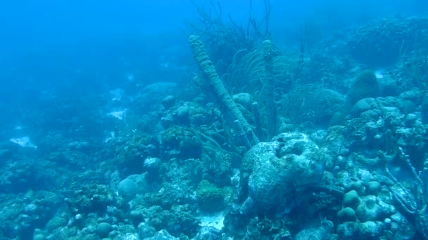 サンゴの生活水中ビデオ 1080 カリブ海 — ストック動画