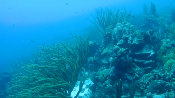 Vida coralina vídeo submarino 1080p Mar Caribe — Vídeos de Stock