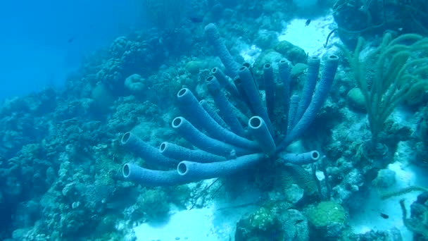 Vie corail vidéo sous-marine 1080p Mer des Caraïbes — Video