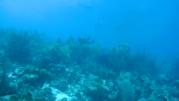 Vida coralina vídeo submarino 1080p Mar Caribe — Vídeo de stock