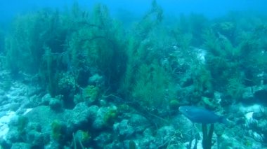 mercan hayat sualtı video 1080p Karayip Denizi