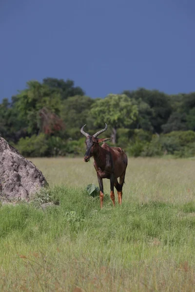 Wild Tsessebe Antelope in African Botswana savannah — Stock Photo, Image