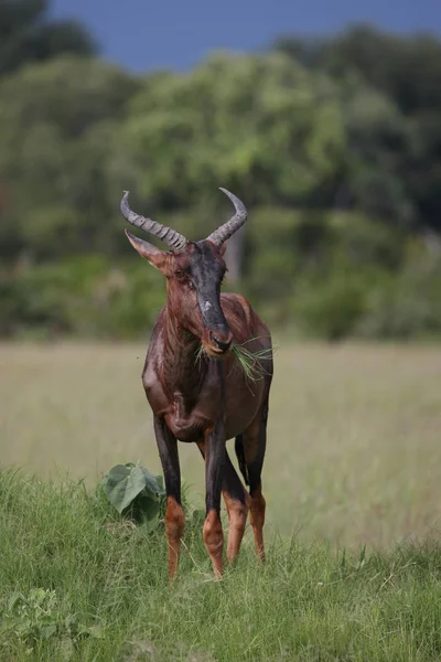 Vilda Tsessebe antilop i afrikanska Botswana savannah — Stockfoto