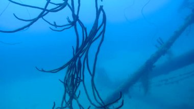 gemi enkazı Hilma fahişe Bonaire Adası Karayip Denizi sualtı 1080p video