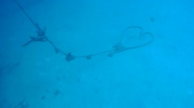 gemi enkazı Hilma fahişe Bonaire Adası Karayip Denizi sualtı 1080p video