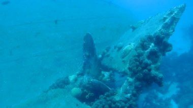 gemi enkazı Hilma fahişe Bonaire Adası Karayip Denizi sualtı 1080p video