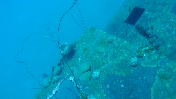 Naufragio Hilma Hooker Bonaire isla caribeña mar bajo el agua 1080P video — Vídeos de Stock