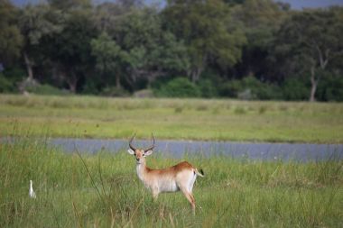 Afrika Botsvana savanındaki Vahşi İmpala Antilobu