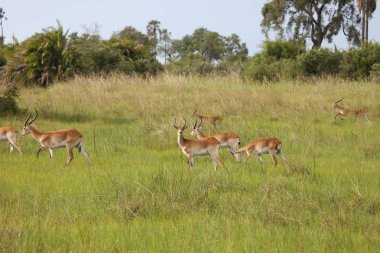 Afrika Botsvana savanındaki Vahşi İmpala Antilobu