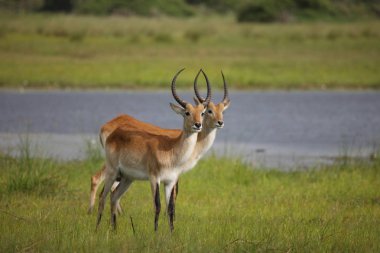Wild Impala Antelope in African Botswana savannah clipart