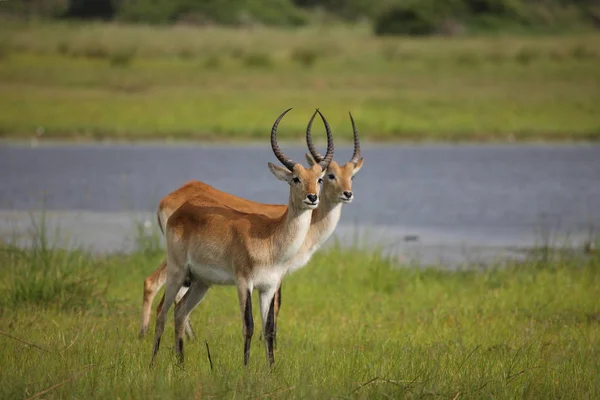 Wilde Impala-Antilope in der afrikanischen Savanne Botswanas — Stockfoto