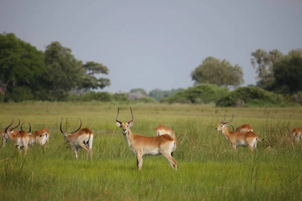 Wilde Impala-Antilope in der afrikanischen Savanne Botswanas — Stockfoto