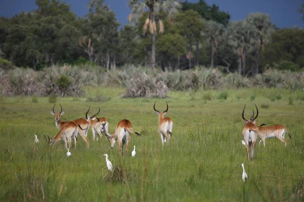 Wilde Impala-Antilope in der afrikanischen Savanne Botswanas — Stockfoto