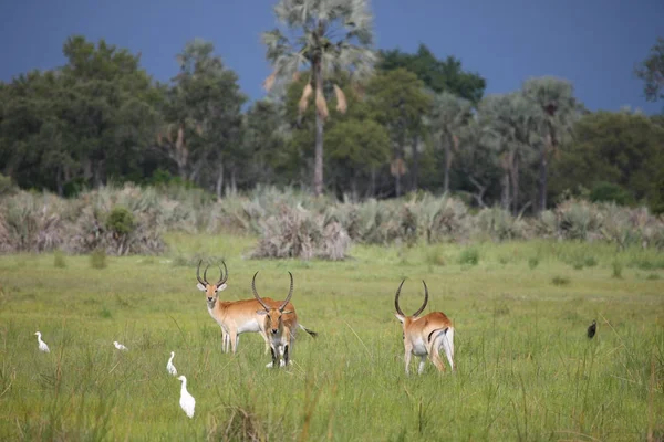 Wilde Impala Antelope in Afrikaanse Botswana savanne — Stockfoto