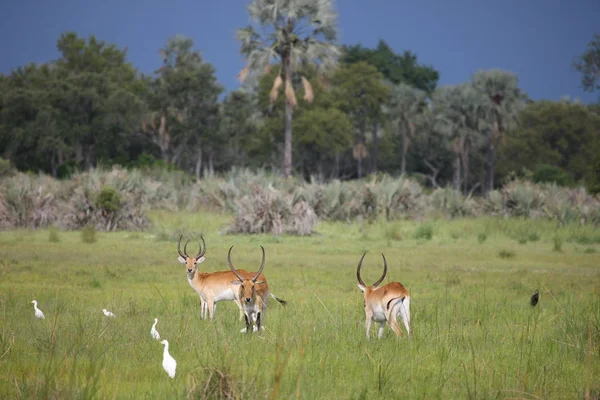 Antelope dell'Impala selvatica nella savana africana del Botswana — Foto Stock