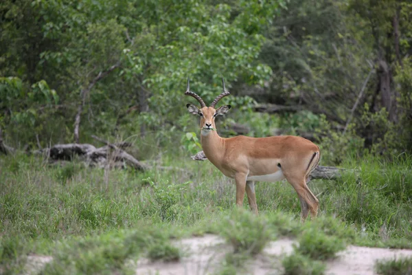 Wilde Impala-Antilope in der afrikanischen Savanne Botswanas — Stockfoto