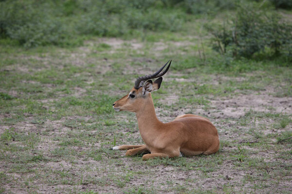Дикая Импала Антилопа в африканской саванне Ботсваны