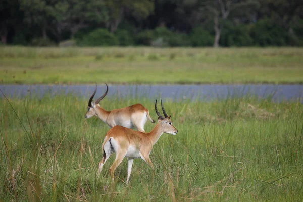 Antelope dell'Impala selvatica nella savana africana del Botswana — Foto Stock