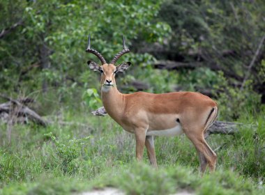 Afrika Botsvana savanındaki Vahşi İmpala Antilobu