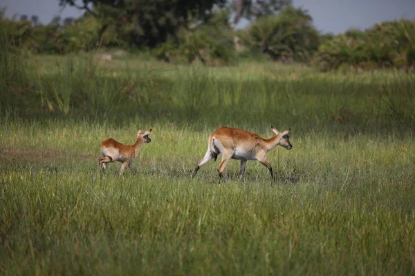 Wilde Impala-Antilope in der afrikanischen Savanne Botswanas — Stockfoto