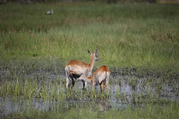 Wilde Impala-Antilope in der afrikanischen Savanne Botswanas — Stockfoto