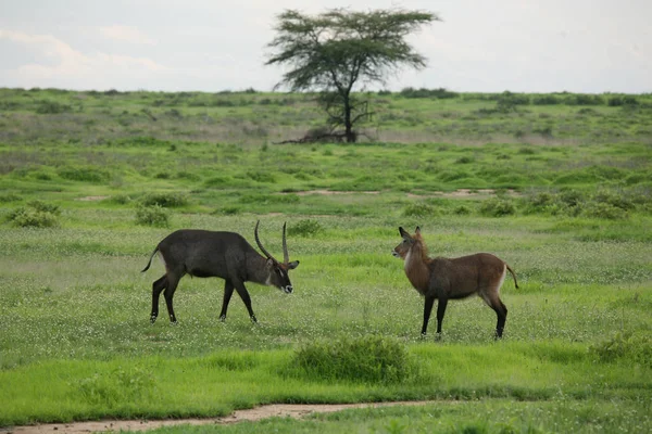 Wilde Impala Antelope in Afrikaanse Botswana savanne — Stockfoto