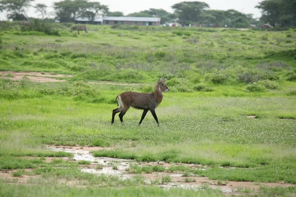 Wild Impala Antelope in African Botswana savannah — Stock Photo, Image