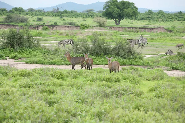 Wilde Impala-Antilope in der afrikanischen Savanne Botswanas — Stockfoto