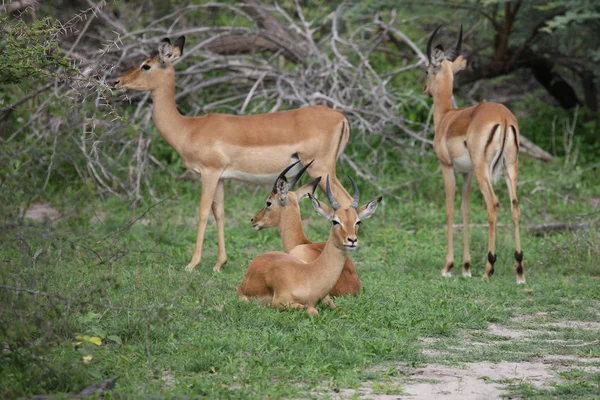 Vilda Impala Antelope i Afrikanska Botswana savann — Stockfoto