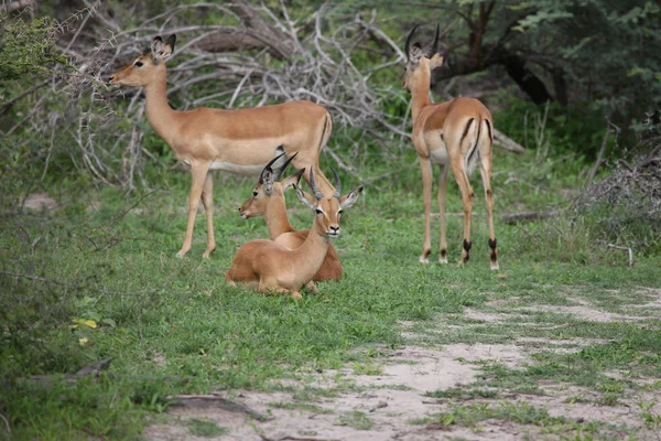Wild Impala Antelope in African Botswana savannah — Stock Photo, Image