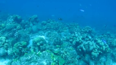 mercan yaşam Karayip Denizi sualtı 1080p video