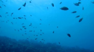 mercan yaşam Karayip Denizi sualtı 1080p video