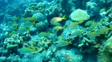 mercan yaşam Karayip Denizi sualtı 1080p video