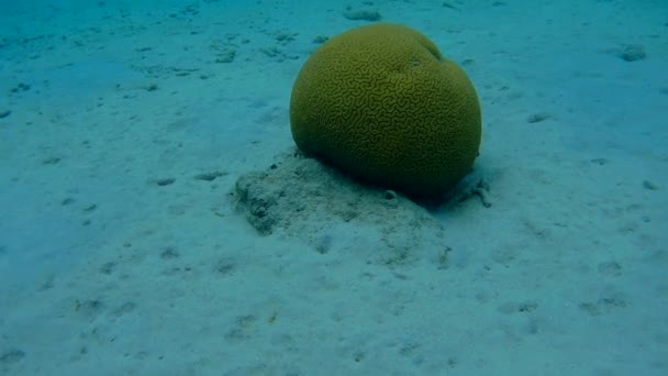 Vida coralina caribe mar bajo el agua 1080P video — Vídeo de stock