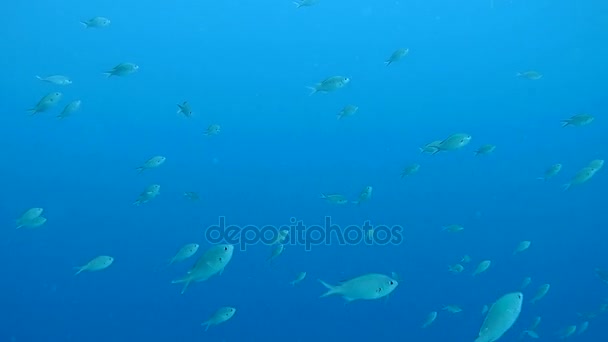 Vida coralina caribe mar bajo el agua 1080P video — Vídeos de Stock