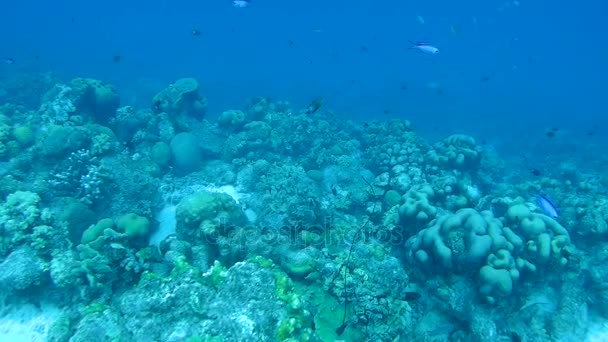 Koraal leven Caribische zee onderwater 1080p video — Stockvideo