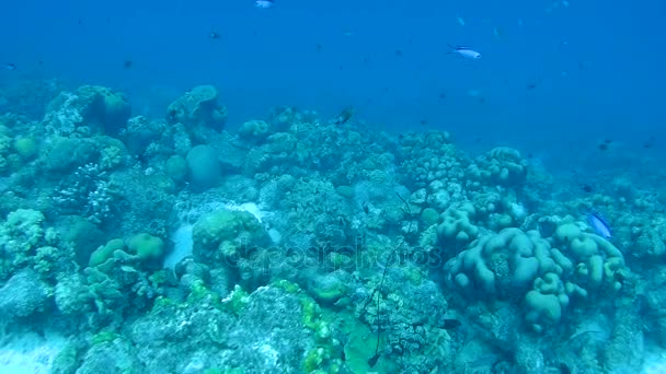 Coral vida caribe mar subaquático 1080p vídeo — Vídeo de Stock