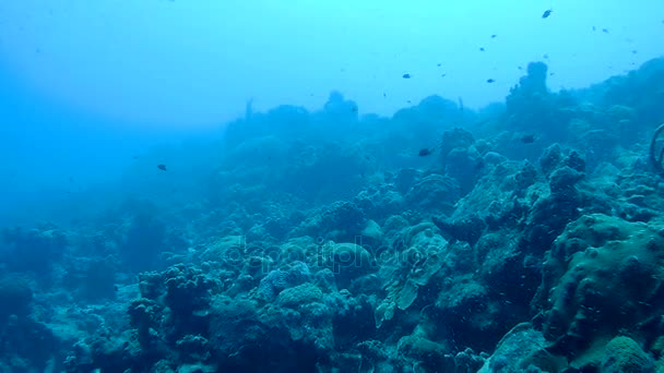 Coral life caribbean sea underwater 1080P video — Stock Video