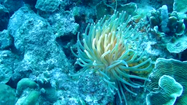 Mercan yaşam Karayip Denizi sualtı 1080p video — Stok video