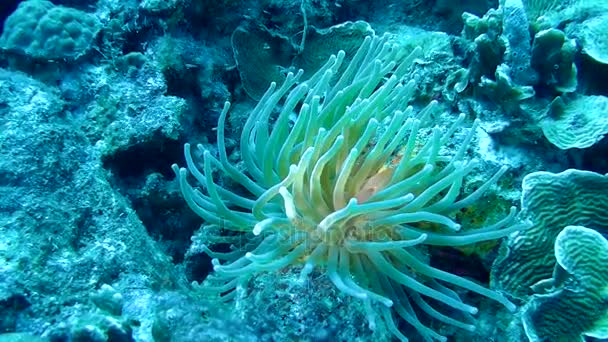 Vida coralina caribe mar bajo el agua 1080P video — Vídeo de stock