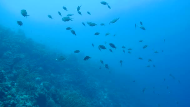 vie corail caraïbes mer sous-marin 1080P vidéo 