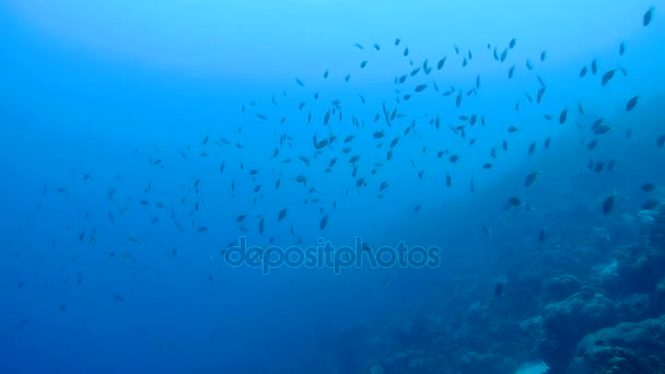 Vie corail caraïbes mer sous-marin 1080P vidéo — Video