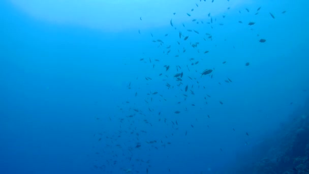 Vida coralina caribe mar bajo el agua 1080P video — Vídeos de Stock