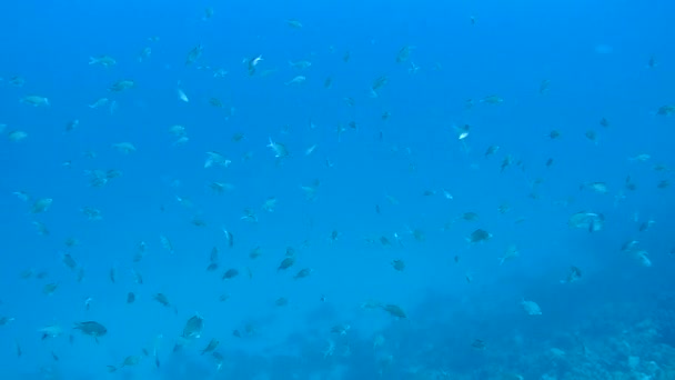 Życia Koral Morze Karaibskie podwodne 1080p wideo — Wideo stockowe