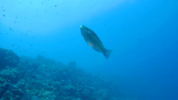 Vida coralina caribe mar bajo el agua 1080P video — Vídeo de stock